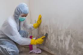 Why You Should Choose Our Mold Remediation Services in Osborne, KS